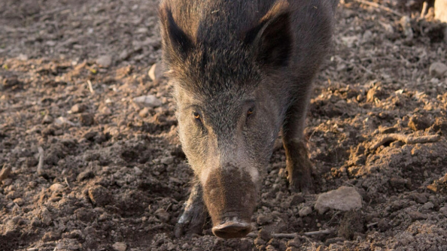 Žabare: Najezda divljih svinja