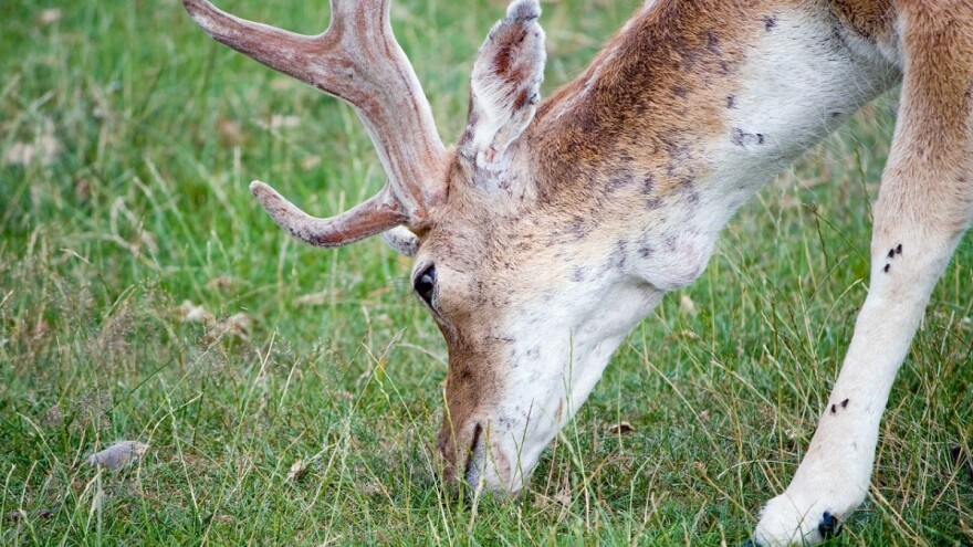 Lovni turizam "gura" proizvodnju stočne hrane