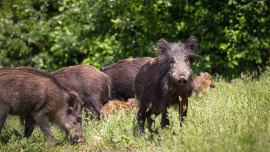 Pametni dron SCDI procenjuje štetu useva od divljači