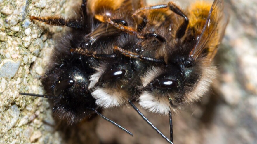 Cro Buzz Klima: Pilot projekt praćenje divljih oprašivača u Hrvatskoj