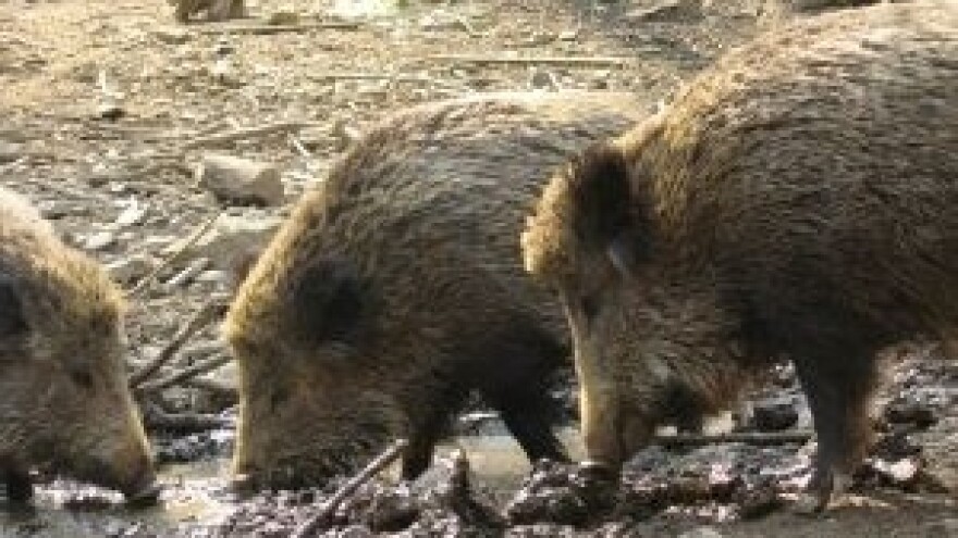 Rammsteinom protiv divljih svinja