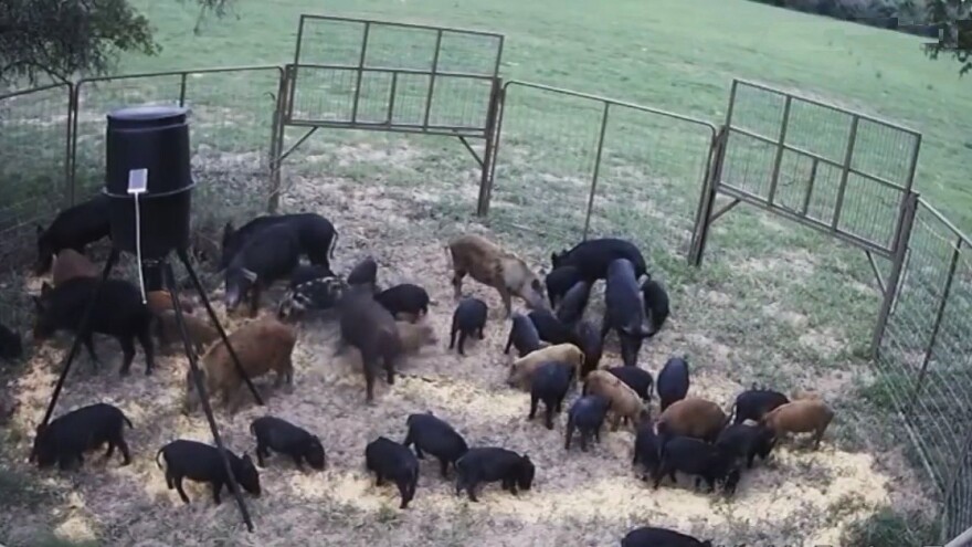 Zamka za divlje svinje rješenje u sprječavanju šteta u poljoprivredi?