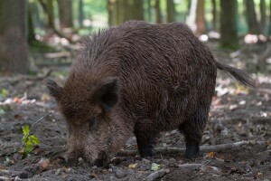 Plaćaju bonuse za odstrel divljih svinja