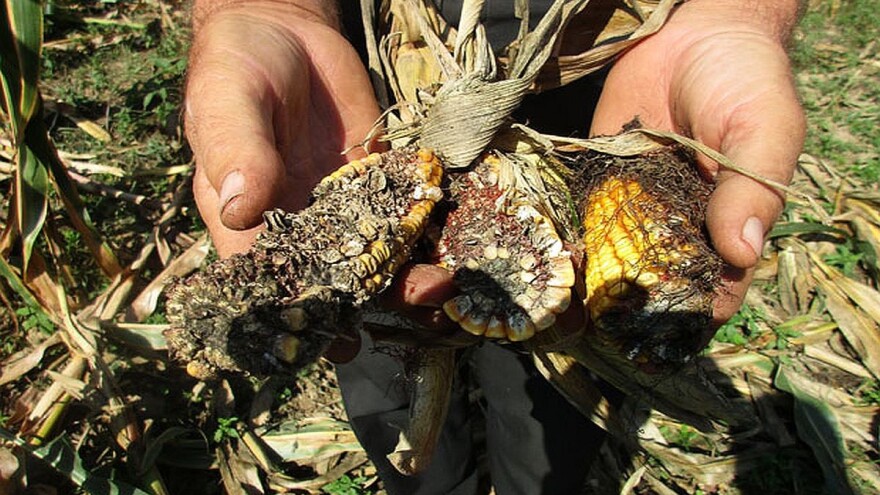 Divlje svinje pustoše njive u selima pod Rudnikom