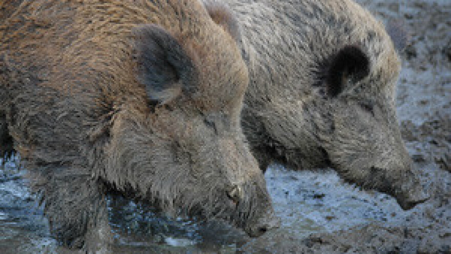 Divlje svinje uništavaju polja