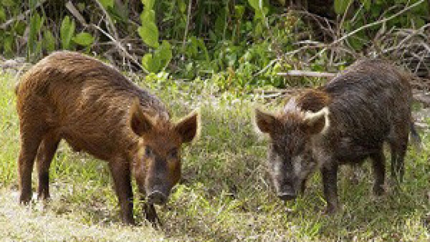 Više divljih svinja nego pitomih