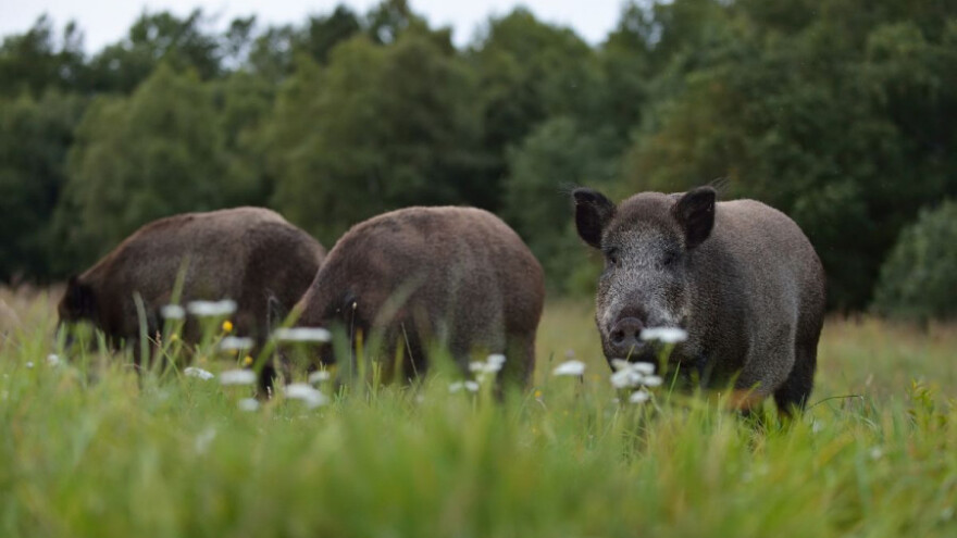 Grožđe im "obrale" divlje svinje - rješenja nema?