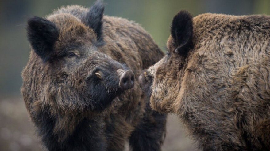 Divlje svinje i afrička svinjska kuga na tapeti zastupnika EP