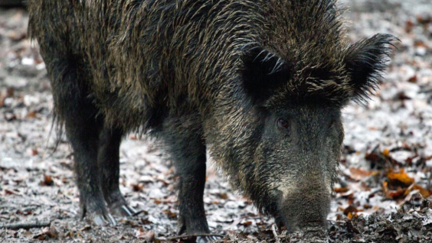 Jeste li za izmjenu pravilnika o lovostaju zbog divljih svinja?