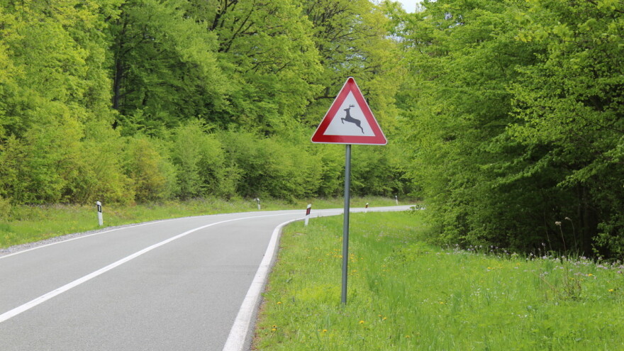 U 24 sata zabilježili šest naleta vozila na srneću divljač