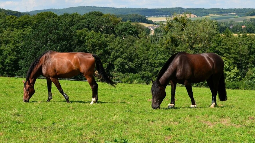 600 divljih konja nedaleko od Livna - opasnost ili atrakcija?