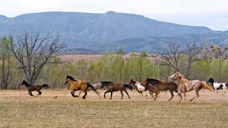 Livanjski divlji konji dobili svjetlosnu signalizaciju i video iz zraka