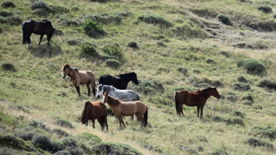 Divlji konji jedu kupus, pšenicu, lome žicu, krče stubove