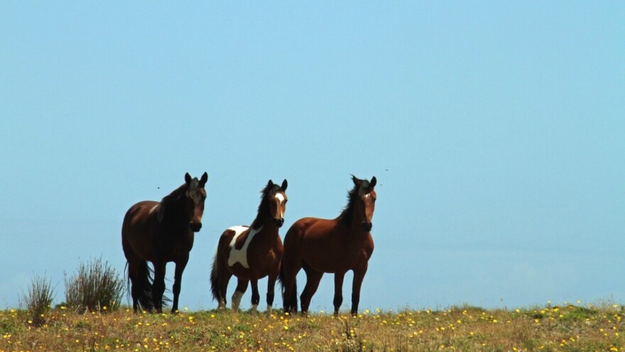 Pedesetak divljih konja na području Trebinjske šume pravi štetu na njivama?