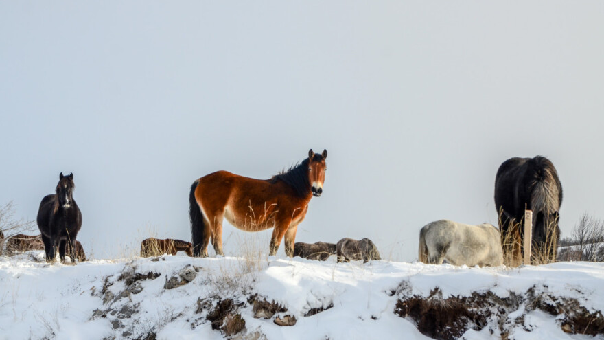 Agroprognoza: Hladna jutra i jak mraz, hoće li biti još snijega?