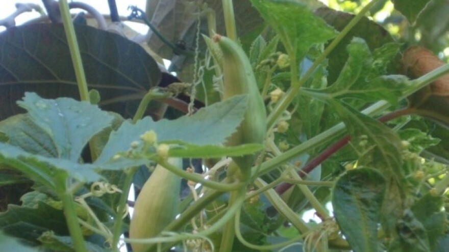 Divlji krastavac udomaćiti na hrvatskim poljima