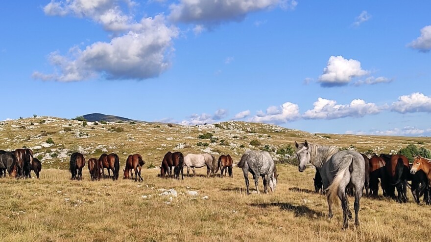 Vozač automobila poginuo nakon što je udario u tri konja