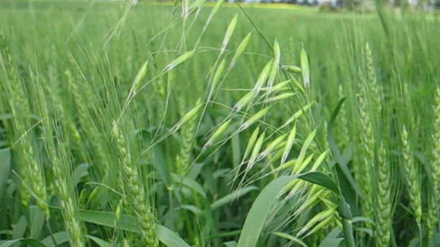 Postoji rešenje za divlji ovas!