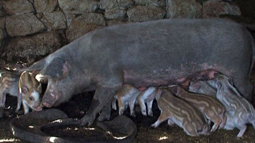 Domaća krmača oprasila 10 divljih praščića!