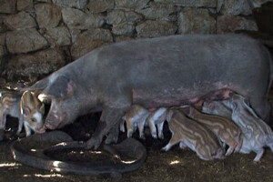 Domaća krmača oprasila 10 divljih praščića!