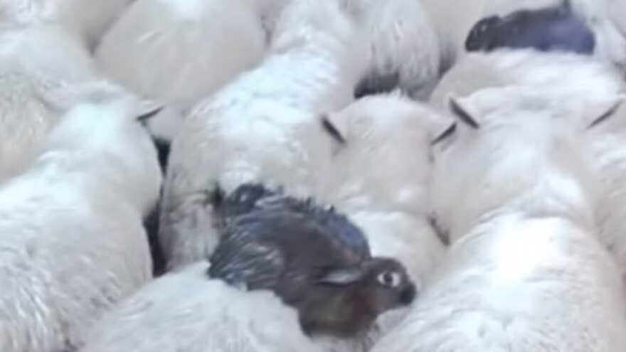 Ovce spasile zečeve od poplave