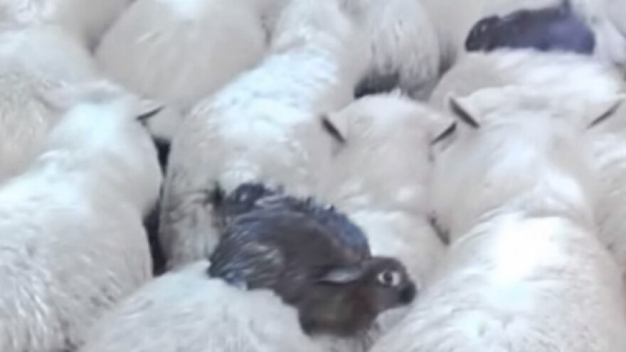 Ovce spasile zečeve od poplave