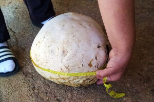 Podno Biokova pronašao gotovo tri kilograma tešku puharu