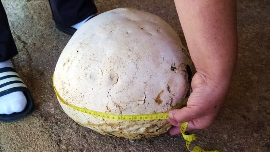 Podno Biokova pronašao gotovo tri kilograma tešku puharu