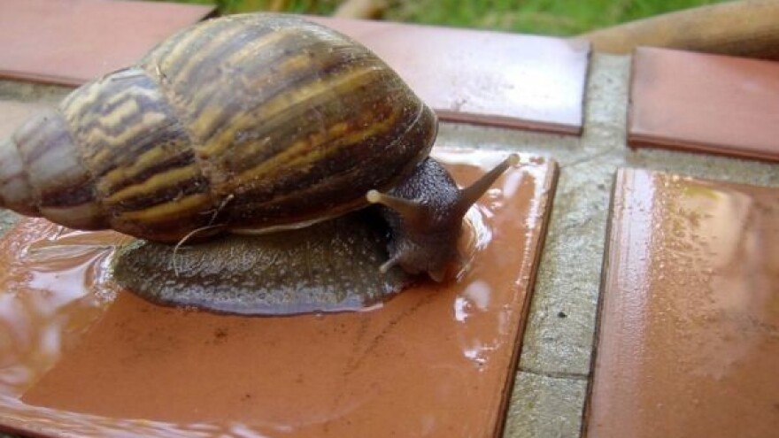 Panika zbog divovskih puževa!