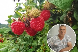 Nema jačeg malinara od Jusufa Kovačevića - rekorder po proizvodnji
