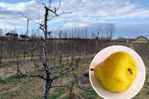 Kako orezati jesenju viljamovku - Pakams trijumf?