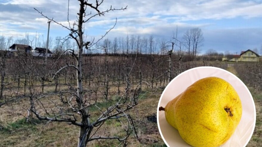 Kako orezati jesenju viljamovku - Pakams trijumf?