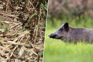 Divlje svinje uvele "vojni režim" stočarima - danju rade, noću stražare