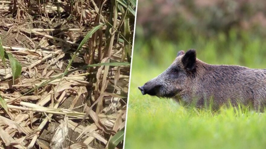 Divlje svinje uvele "vojni režim" stočarima - danju rade, noću stražare