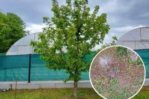 Tri šake đubriva oko stabla i prihrana preko lista za snagu voćki