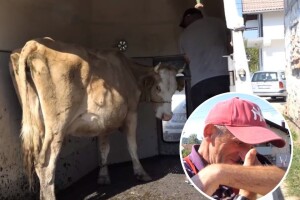 Hajrudin grca u suzama nakon što mu je na adresu stigla krava