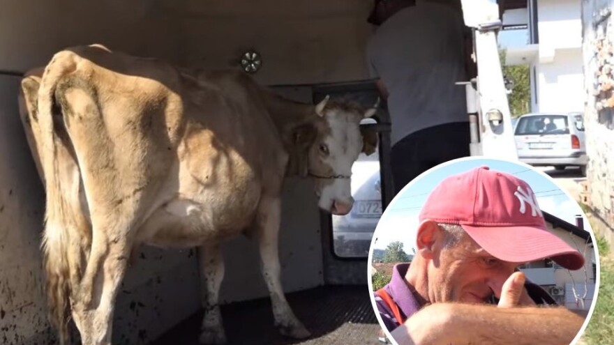 Hajrudin grca u suzama nakon što mu je na adresu stigla krava