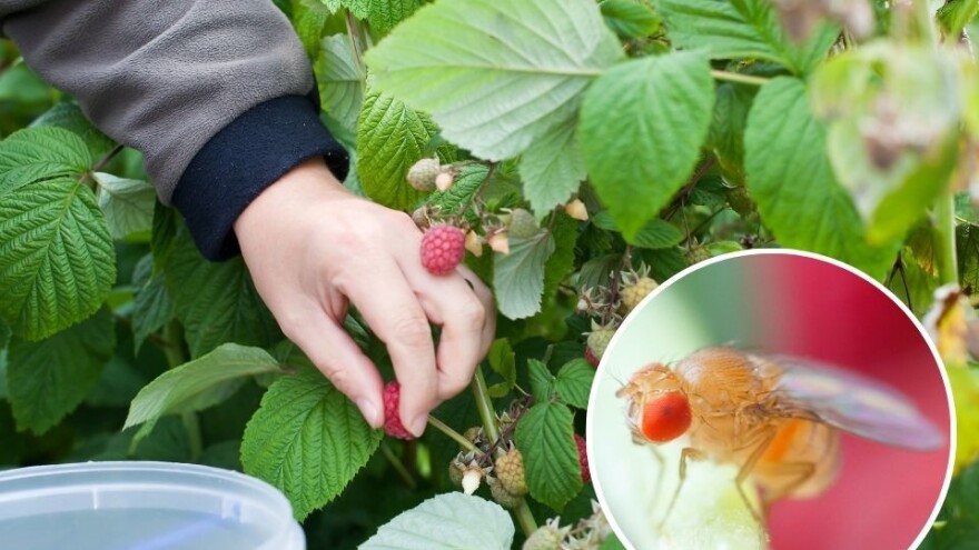 Plod koji napadne octena mušica nije za konzumaciju - napravite mamce