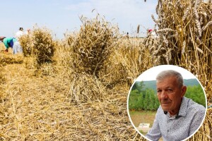 Na žetvi pšenice rađala se ljubav, a iz toga i brakovi