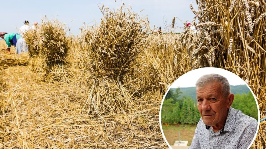 Na žetvi pšenice rađala se ljubav, a iz toga i brakovi