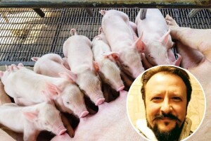 Kako postići 32 praseta po krmači godišnje?