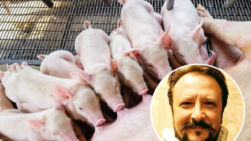 Kako postići 32 praseta po krmači godišnje?