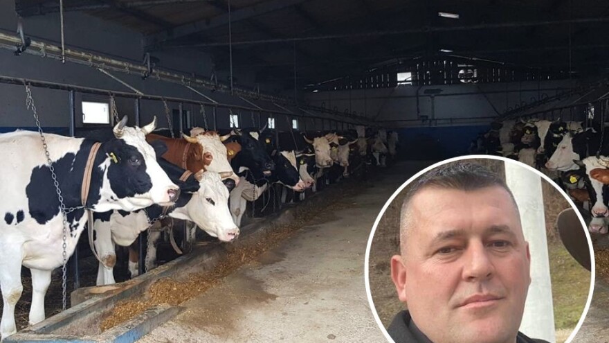 Veladžić: Muzne krave završavaju kao suho meso, mlijeka neće biti