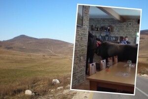 Šta će bik u kafani, a nije na ražnju: "Ovo ima samo kod nas"