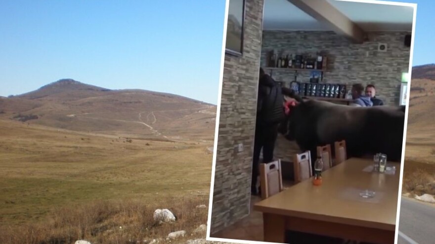 Šta će bik u kafani, a nije na ražnju: "Ovo ima samo kod nas"