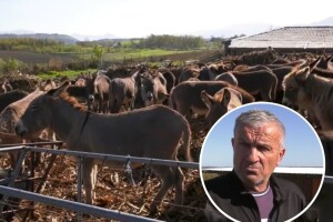 Lovački psi napali magarce na imanju Izeta Babića - tri uginula