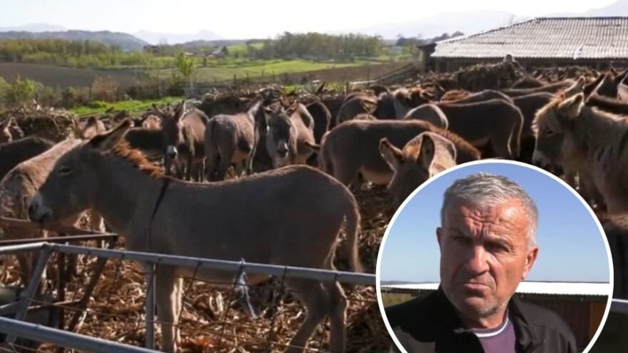 Lovački psi napali magarce na imanju Izeta Babića - tri uginula