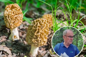 Kako, kada i koje gljive brati - otkriva iskusni znalac Šemsudin Bajrić