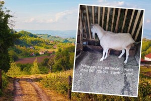 Nusretu pobjegao jarac, nudi nagradu pronalazaču