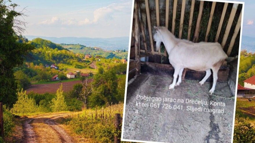 Nusretu pobjegao jarac, nudi nagradu pronalazaču